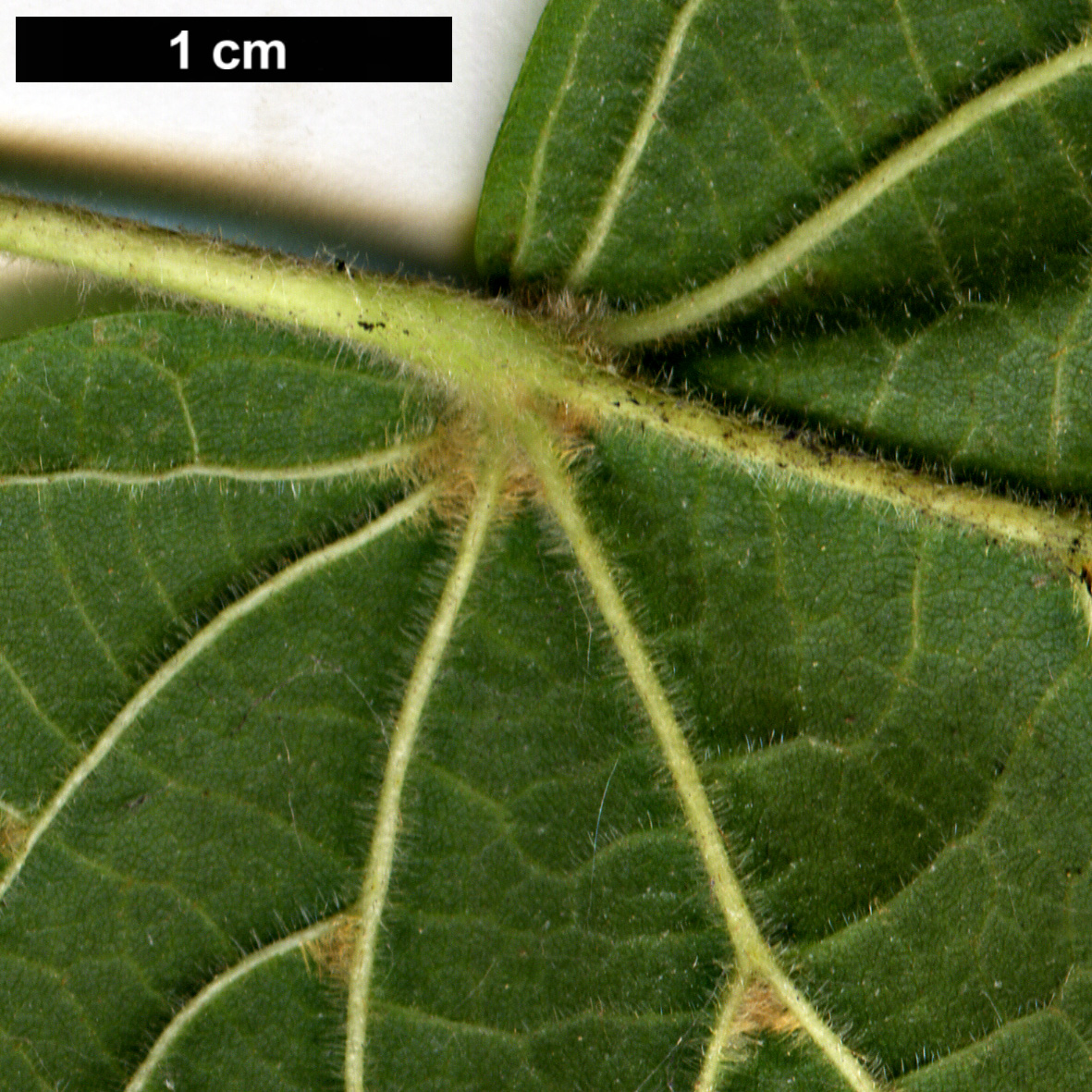 High resolution image: Family: Malvaceae - Genus: Tilia - Taxon: platyphyllos - SpeciesSub: subsp. cordifolia